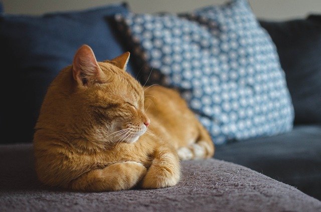 Démence et animaux de compagnie : des liens précieux à préserver